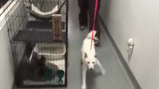 gif (29)