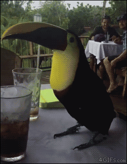 gif (3)