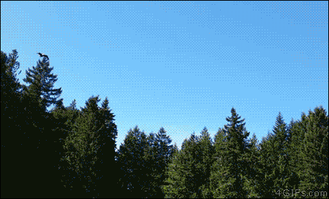 gif (9)