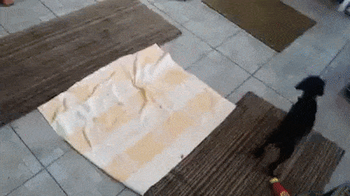 gif (26)