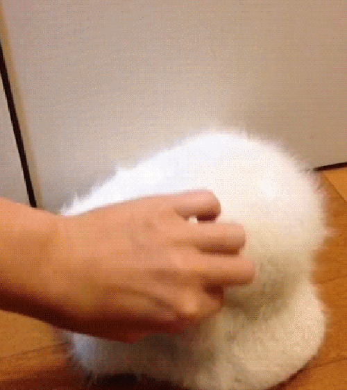 gif (1)