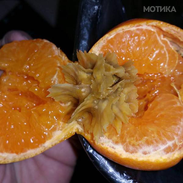 wtf (23)
