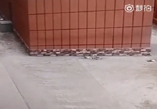 gif (8)
