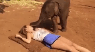 gif (21)