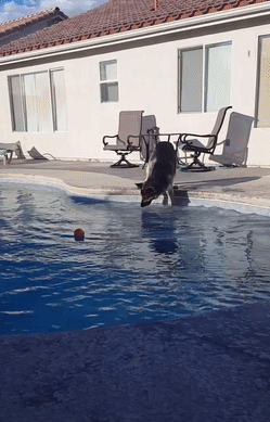gif (26)