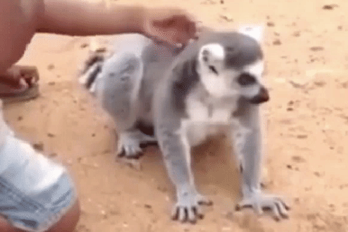 gif (12)