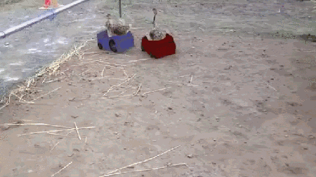 gif (27)