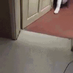 gif (27)