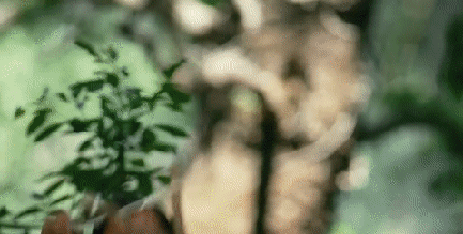 gif (2)