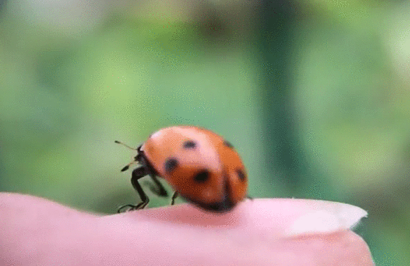gif (11)