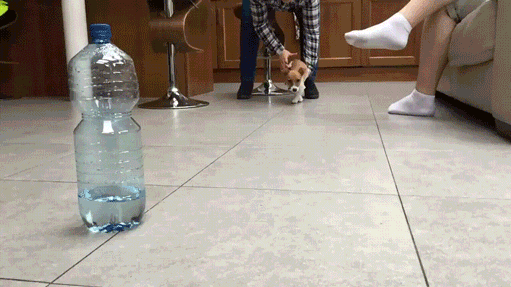 gif (29)