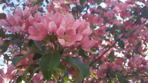 gif (14)