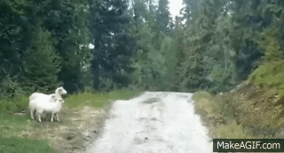 gif (17)