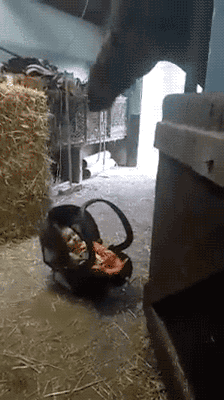 gif (20)