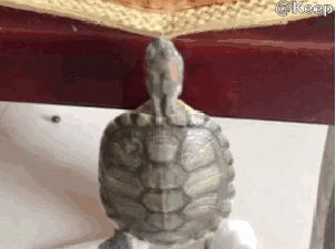 gif (26)
