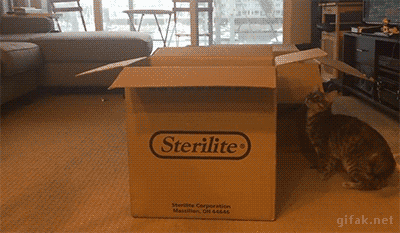 gif (28)