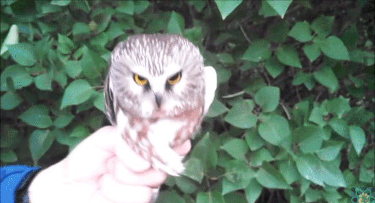 gif (4)