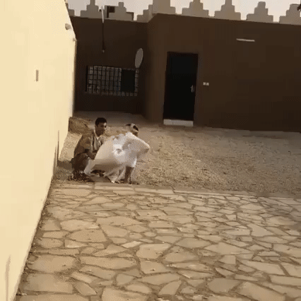 gif (20)