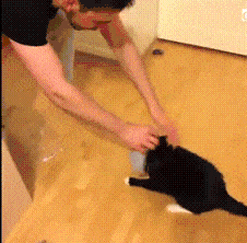 gif (27)