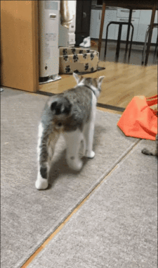 gif (4)