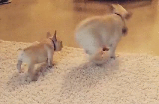 gif (4)