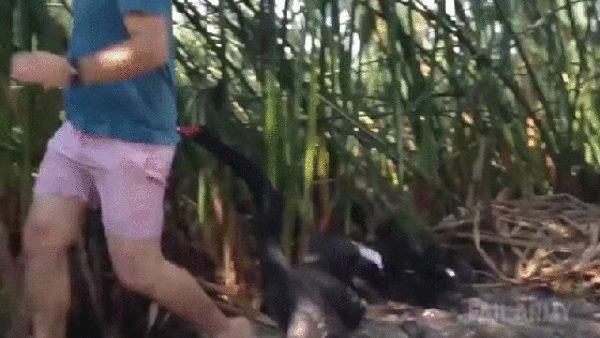 gif (15)