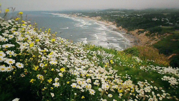 gif (2)