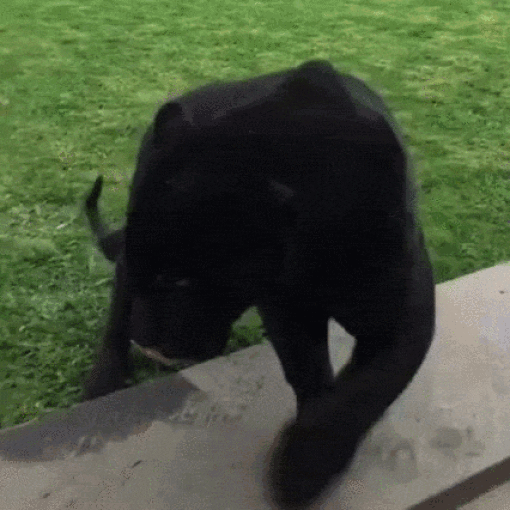 gif (26)