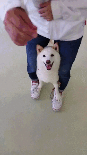 gif (20)