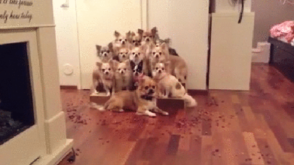 gif (4)