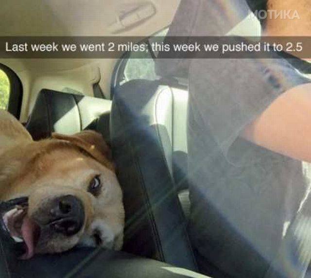 nese (14)