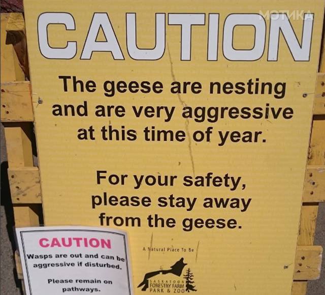 things_you_wont_see_happening_anywhere_else_but_in_canad_013