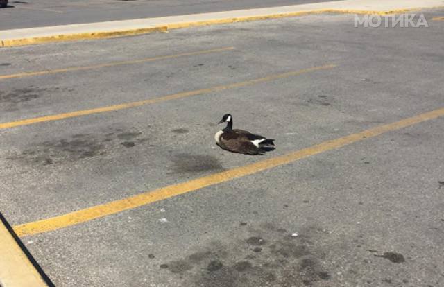 things_you_wont_see_happening_anywhere_else_but_in_canad_020