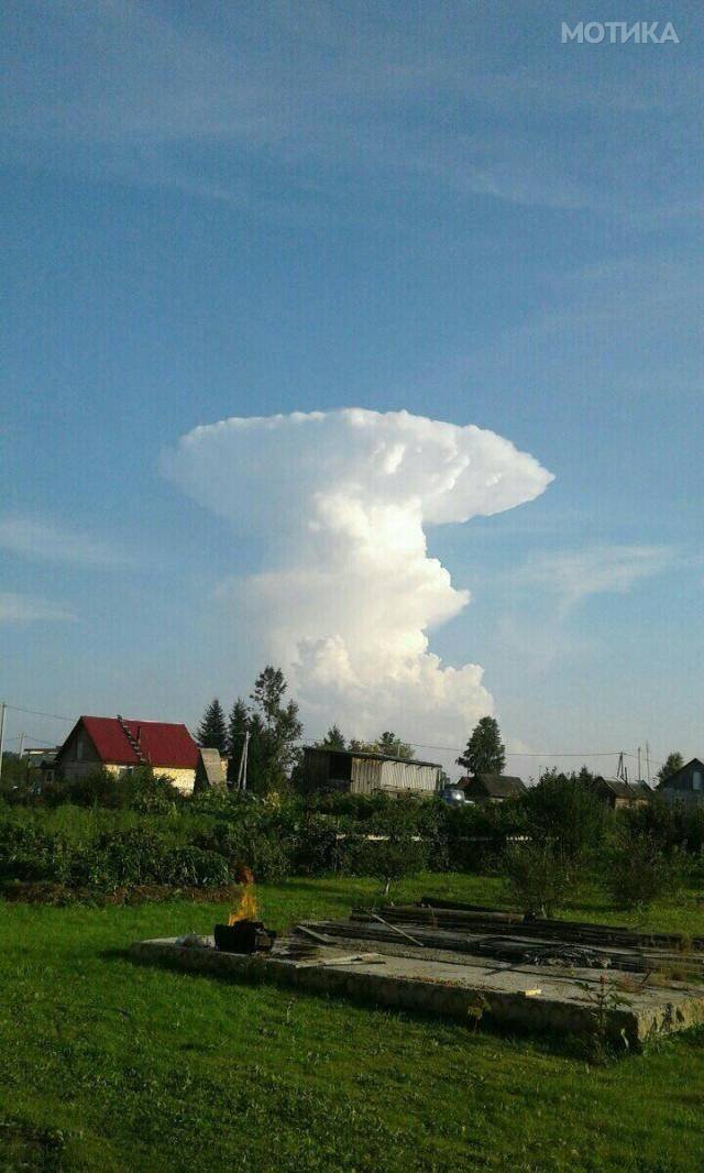 nesekojd (98)