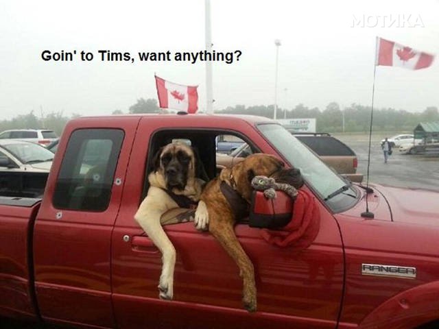 things_you_wont_see_happening_anywhere_else_but_in_canad_020