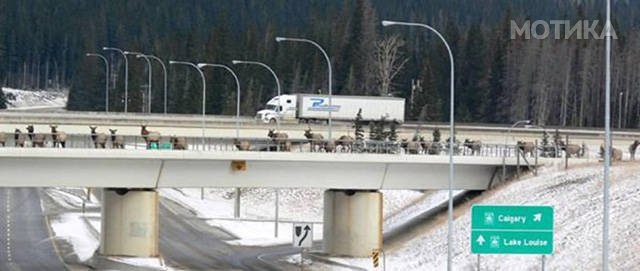 things_you_wont_see_happening_anywhere_else_but_in_canad_026
