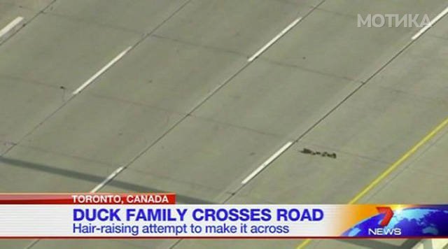 things_you_wont_see_happening_anywhere_else_but_in_canad_031