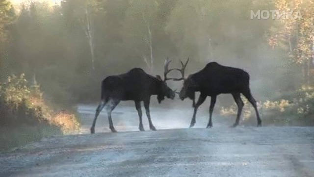 things_you_wont_see_happening_anywhere_else_but_in_canad_049