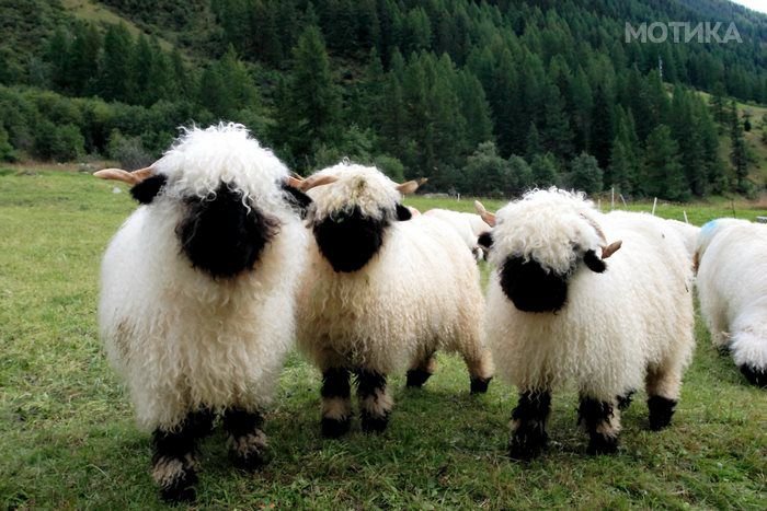 valais_blacknose_sheep_01