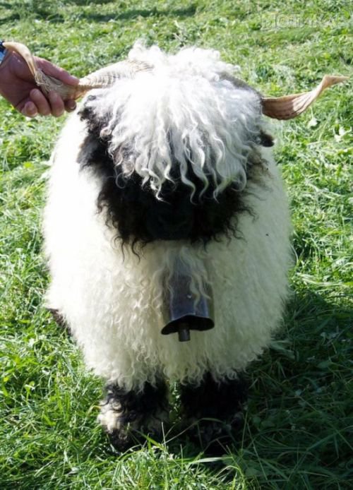 valais_blacknose_sheep_02