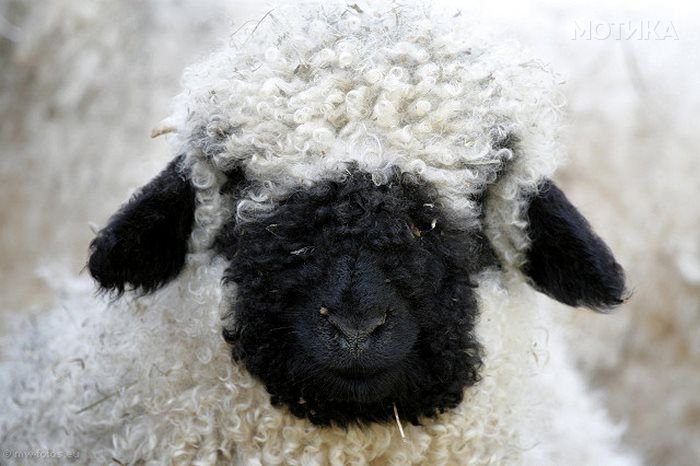 valais_blacknose_sheep_05