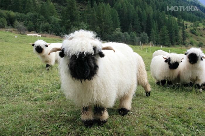 valais_blacknose_sheep_06