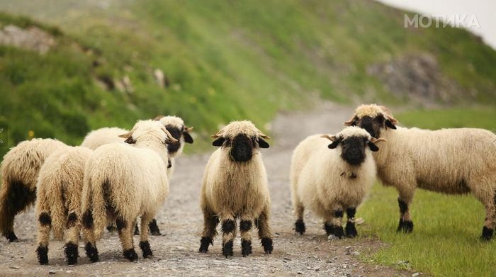 valais_blacknose_sheep_07