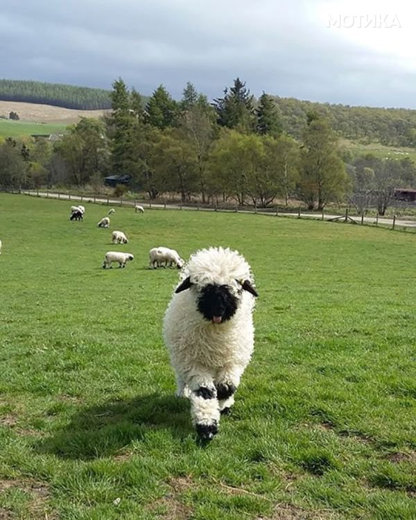 valais_blacknose_sheep_08