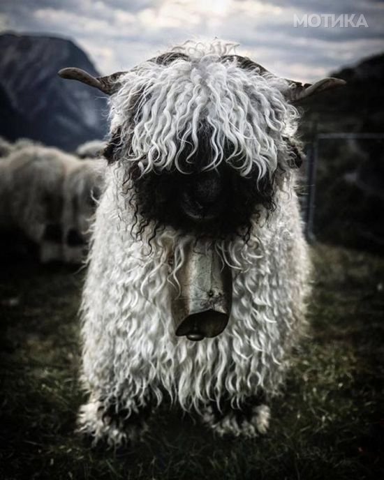 valais_blacknose_sheep_09