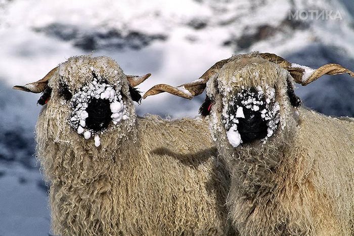 valais_blacknose_sheep_12